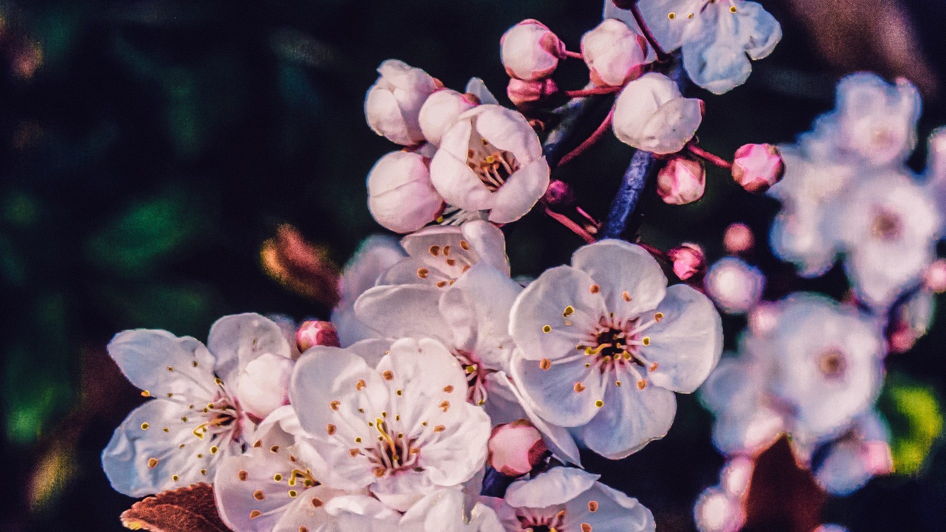 white and pink cherry blossom in close up photography